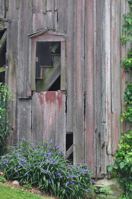 Old barn covered in ivy, Ohio Route 44